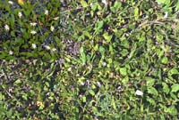 Photo: Photo Gallery - Swamp Weed