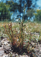 Photo: Photo Gallery - Toad Rush