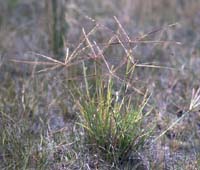 Photo: Photo Gallery - Windmill Grass