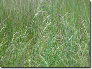 Photo: Puccinellia Plants