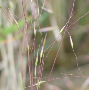 Purple Blown-grass - emerging panicle