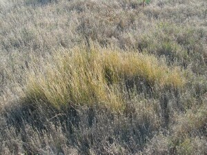 Rat's Tale Couch - dried plants