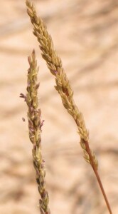 Rat's Tale Couch - spike with panicle