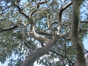 River Red Gum bark
