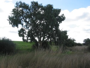 River Red Gum dwarf tree