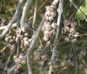 River Red Gum fruit