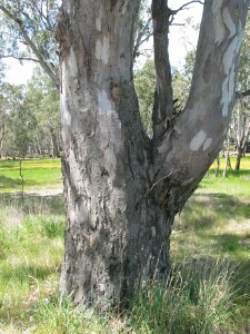 River Red Gum trunk