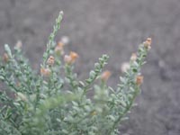 Rosinweed - flowering stems