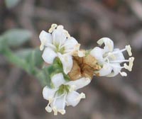 Rosinweed flowers