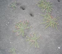 Rosinweed - prostrate growth
