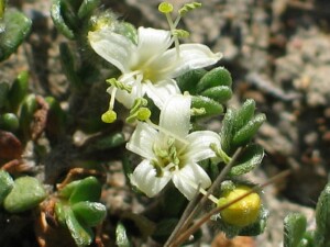 Round-leaf Wilsonia flowers