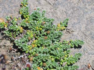 Round-leaf Wilsonia mature plants