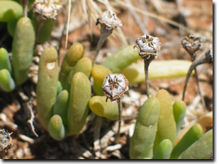 Photo: Rounded Noonflower Fruit