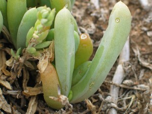 Photo: Rounded Noonflower - leaves