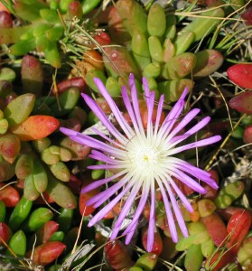 Photo: Rounded Noonflower - red leaves