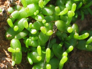 Photo: Rounded Noonflower - seedlings