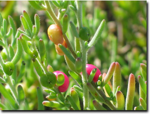 Photo: Ruby Saltbush - fruit