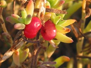 Ruby Saltbush - fruit close