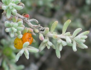 Ruby Saltbush - leaves and stem