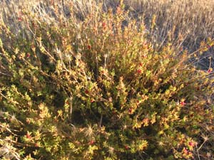Ruby Saltbush - plant