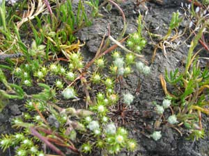 Salt Angianthus with barb grass, spurrey and oval purse