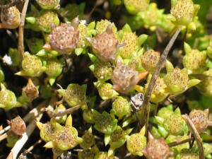 Young flower-heads of Salt Angianthus