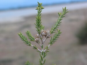 Salt Paperbark - fruit