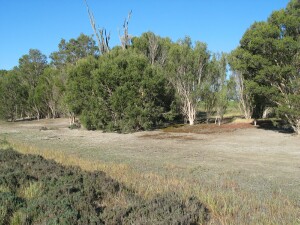 Salt Paperbark - thicket