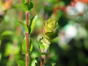 Scented Paperbark - tip