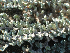 Silky Wilsonia Plant - leaves