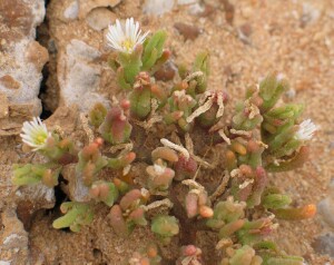 Small Ice Plant