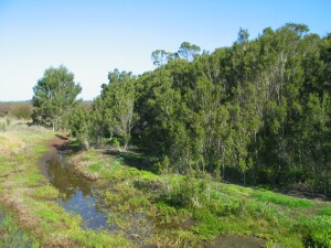 Photo:  Swamp Paperbark