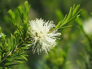 Swamp Paperbark - flower