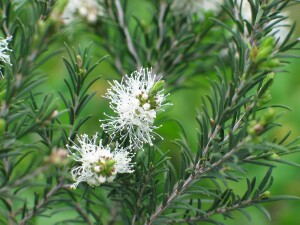 Swamp Paperbark - flowers and buds
