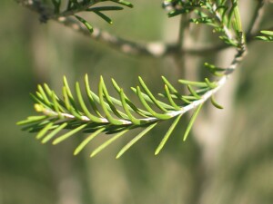 Swamp Paperbark - leaves