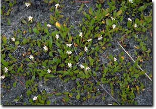 Photo: Swamp Weed Flower