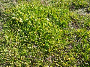 Photo:  Swamp Weed plants