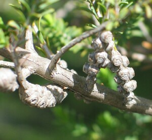 Totem Poles - mature fruit