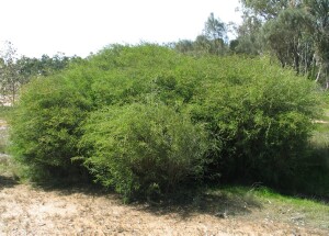 Totem Poles Shrub
