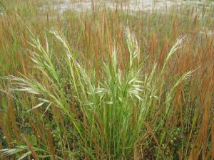 White Top Wallaby-grass - emerging flowerheads