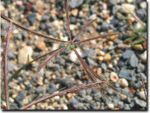 Photo:  Windmill Grass - Seadhead