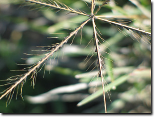 Photo:  Windmill Grass - Seadhead