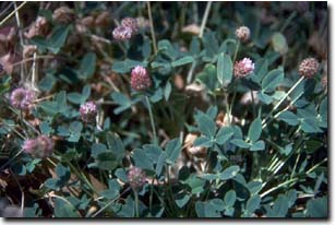 Image: Strawberry Clover