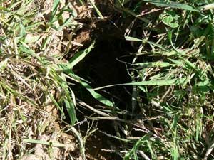 Figure 23. Immediate grazing (of rye grass) after a heavy irrigation or rainfall can cause pugging - Image shows heavily eroded ground displaying plugging (holes) over the surface