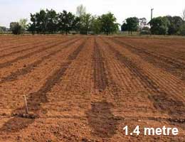 Figure 14. Wetting pattern for 0.6 and 1.4 m drip tape spacing after 30 mm water was applied on fine sandy