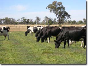 Image:  Dairy Cows