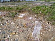 White salt crystals forming on the bare ground or rock surface.