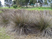 Clumps of spiny rush in flower. 