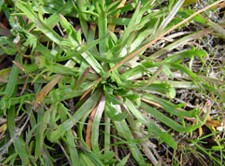 Buck's Horn Plantain