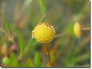 Image:  Water Buttons - flower